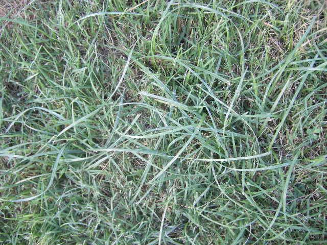 nobeoka-grass.jpg